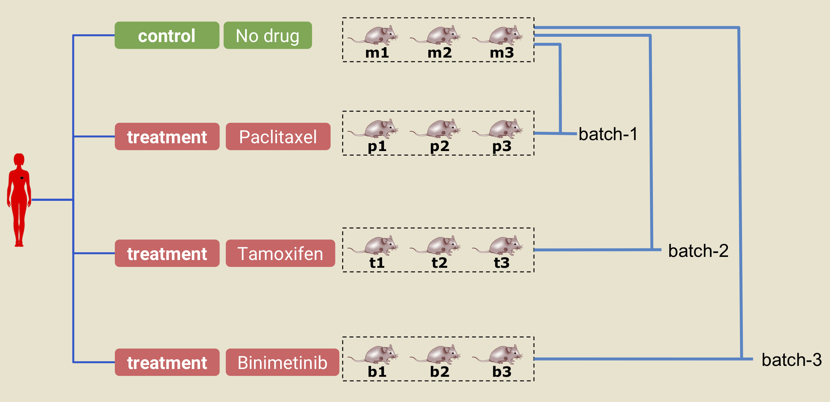 A PDX experiment. The text under each of the PDX/mouse (ie. m1, m2, p1, etc.) denotes the `model.id` in Xeva. In this example, three PDXs are delclared as control (m1, m2, and m3). Similarly, in the treatment arm, 3 PDXs are given the drug paclitaxel (p1, p2, and p3), 3 are given tamoxifen (t1, t2, and t3), and 3 are given binimetinib (b1, b2, b3). The PDXs in the control arm and one of the treatment arms together constitute a batch. For example, control arm models (m1, m2, and m3) and treatment arm models (t1,t2, and t3) together create a batch called batch-2.